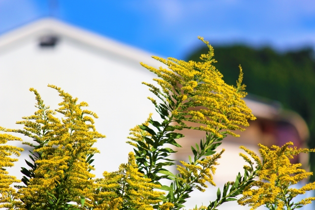 オーストラリアの花粉症事情